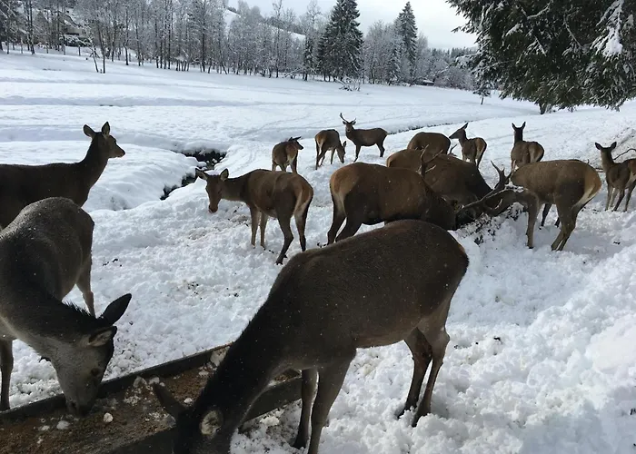 Adlerblick Apartman *